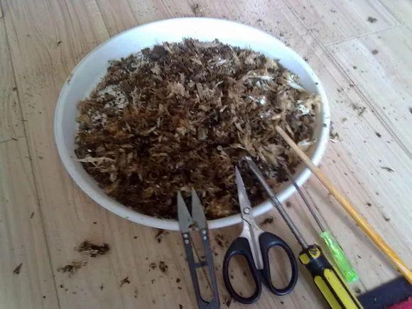 家养发财树怎样过冬，能用硫酸亚铁水浇吗，招财树冬天怎么养?