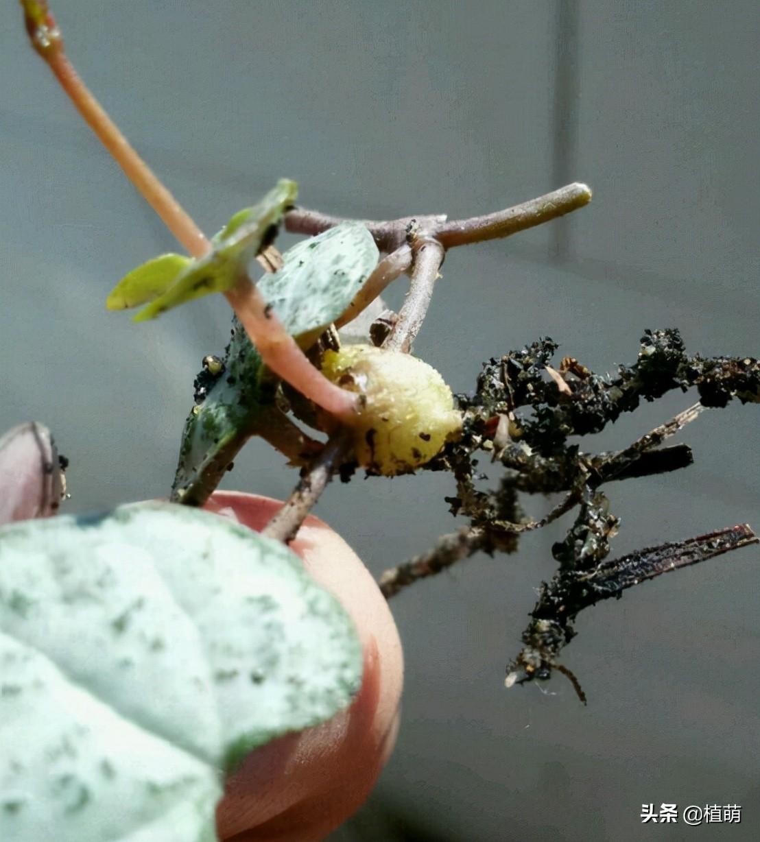 爱之蔓怎么繁殖,爱之蔓怎么爆盆? 爱之蔓怎么繁殖,爱之蔓怎么爆盆?