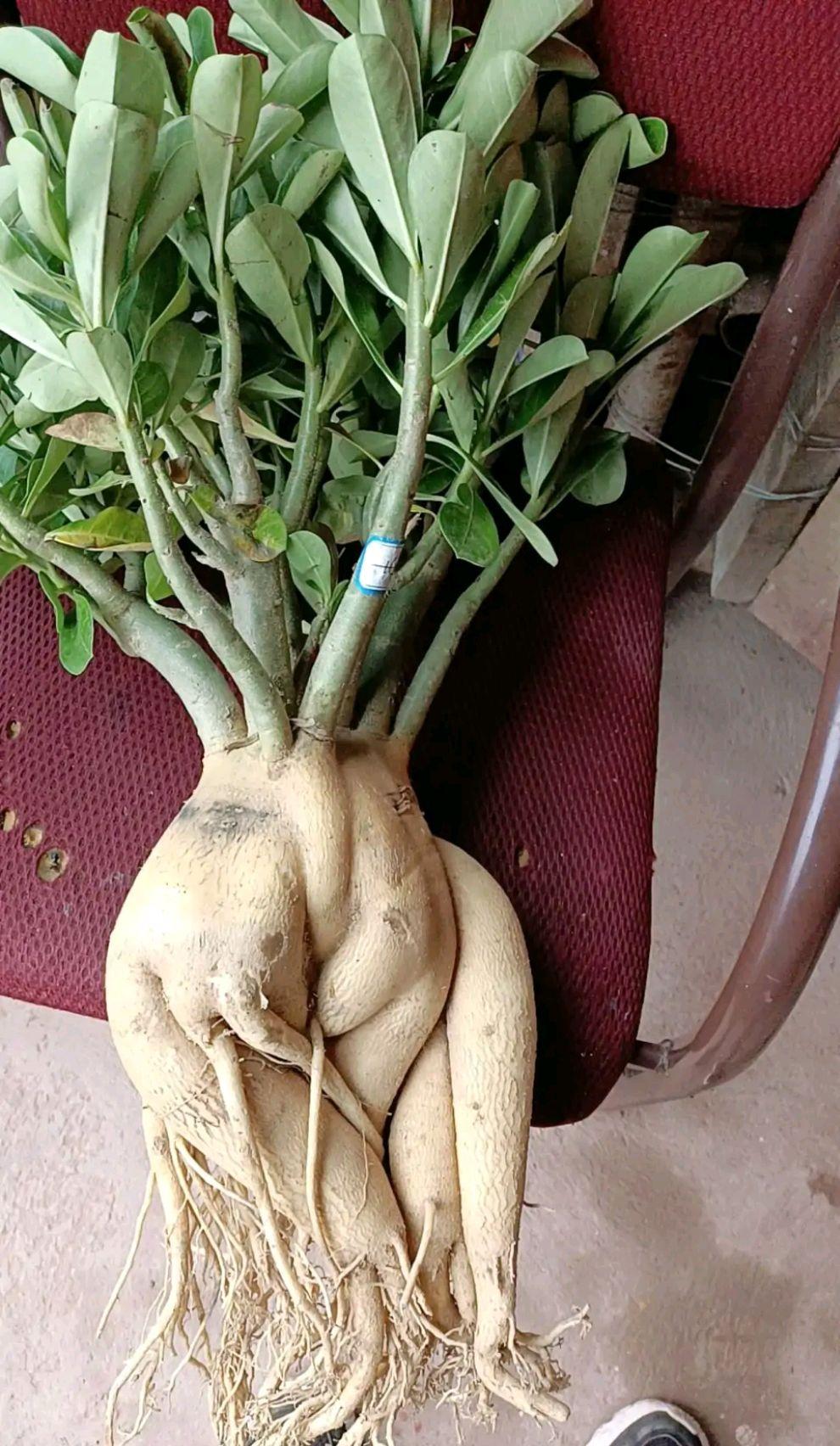 不夜城的分株繁殖,蝴蝶兰是怎么繁殖的? 不夜城的分株繁殖,蝴蝶兰是怎么繁殖的?