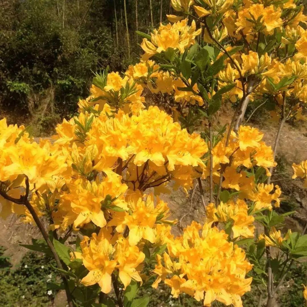 怎么让杜鹃花开花，开花前用什么肥，什么肥能让花卉快速生长?