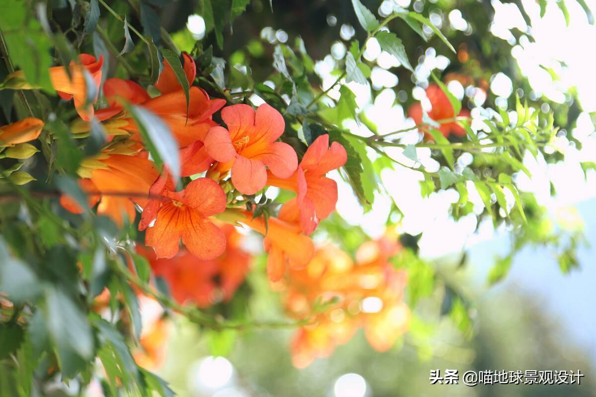 长春蔓开花吗，长春蔓和常春藤一样吗?
