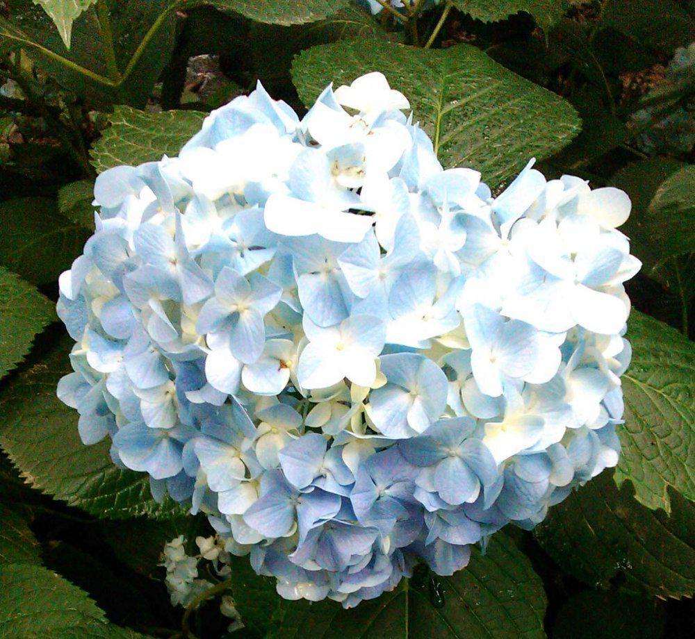 八仙花怎么不开花,八仙花图片? 八仙花怎么不开花,八仙花图片?
