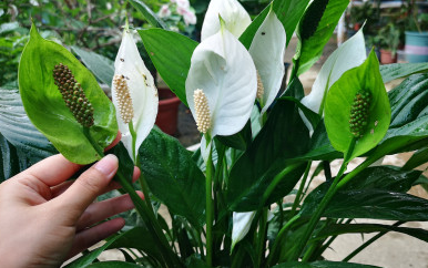 白掌叶子长势茂盛就是不开花的原因,形容花草长得十分茂盛? 白掌叶子长势茂盛就是不开花的原因,形容花草长得十分茂盛?