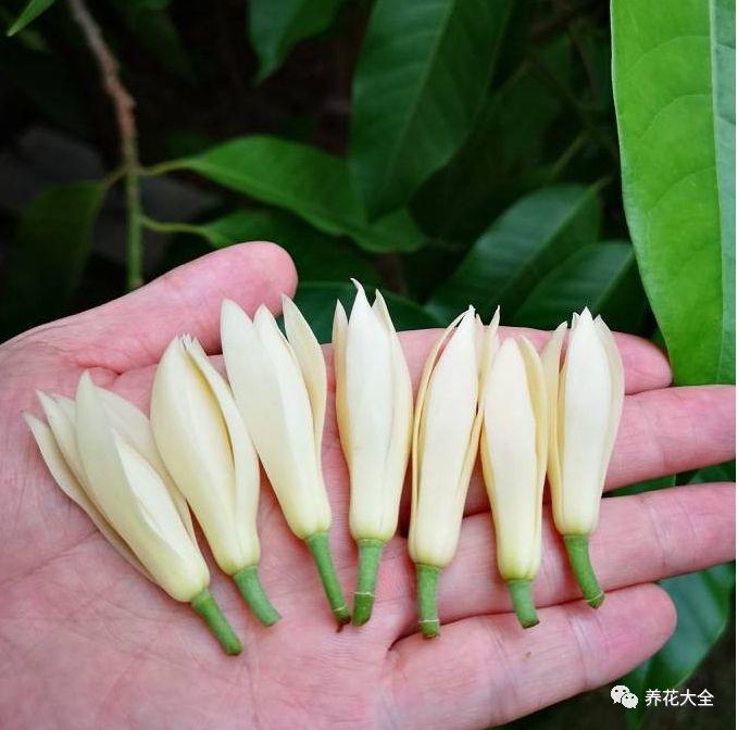 白兰花什么时候开花，地栽白兰花过冬?