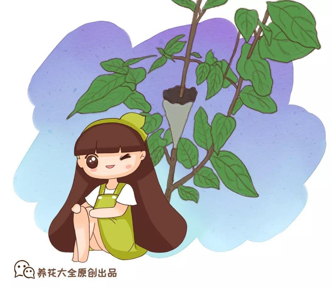 茶花压条多久生根,空中压条繁殖技术,腊梅压条繁殖时间? 茶花压条多久生根,空中压条繁殖技术,腊梅压条繁殖时间?