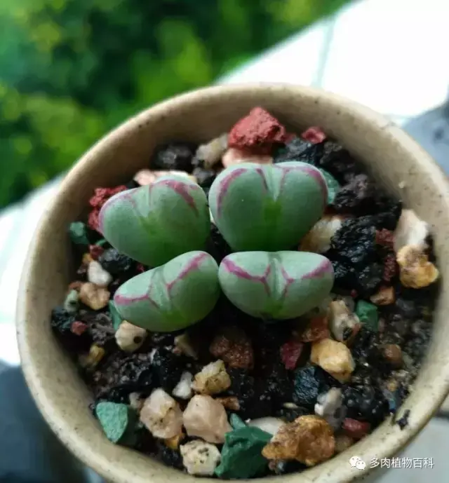 碧玉莲如何度夏,碧玉莲叶子瘪了怎么办? 碧玉莲如何度夏,碧玉莲叶子瘪了怎么办?