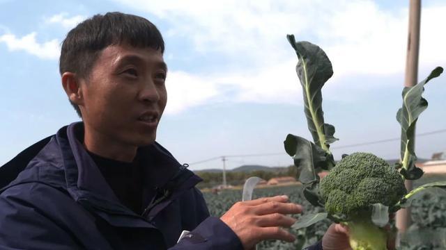 花椰菜种植前景怎么样(农村夫妇种植30亩“致富菜”)