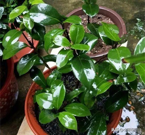 茶花浇水的正确方法,茶花浇水多了怎么补救,茶花的浇水技巧? 茶花浇水的正确方法,茶花浇水多了怎么补救,茶花的浇水技巧?