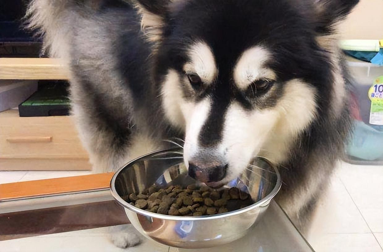 阿拉斯加犬怎么选(阿拉斯加犬怎么挑选) 阿拉斯加犬怎么选(阿拉斯加犬怎么挑选)
