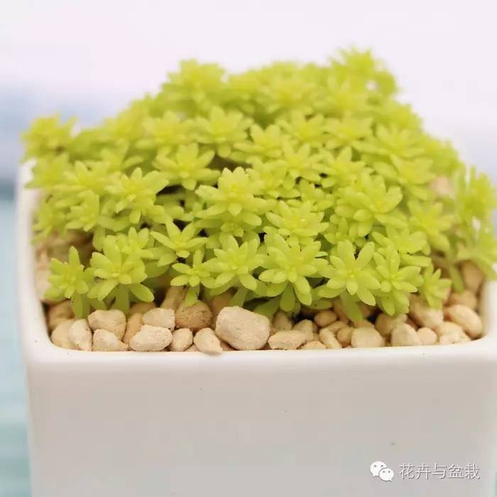 薄雪万年草开花吗,薄雪万年草耐寒多少度? 薄雪万年草开花吗,薄雪万年草耐寒多少度?
