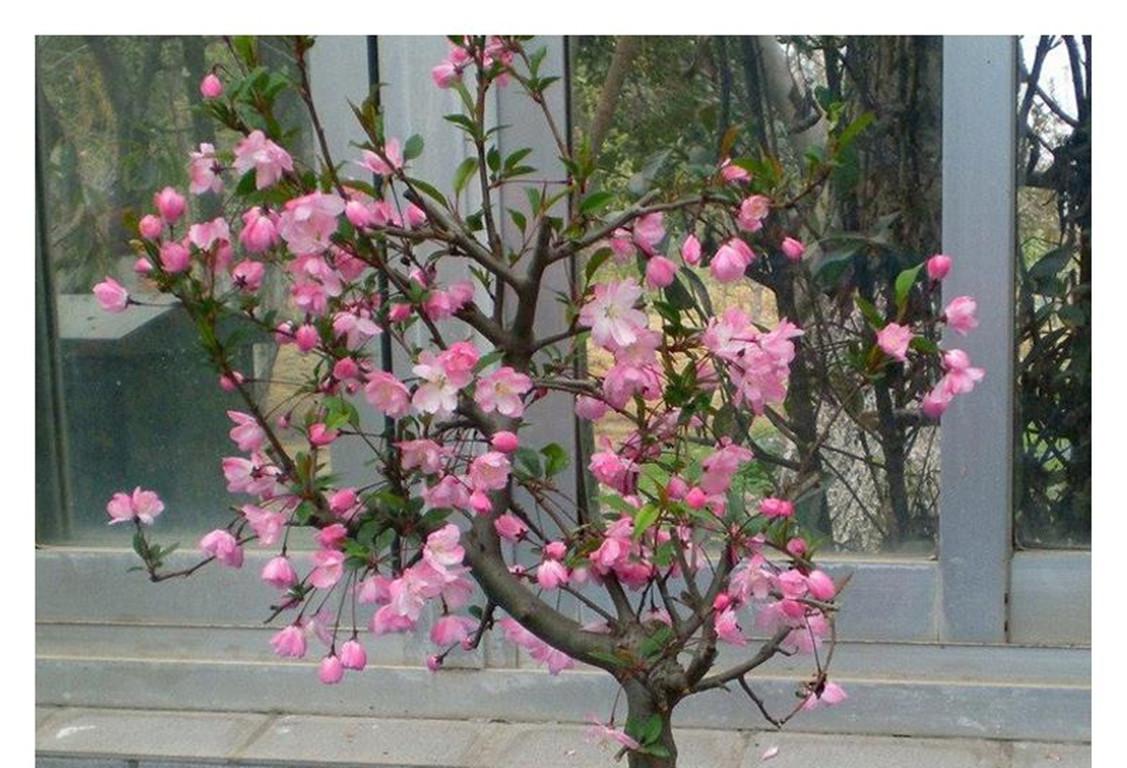怎么让垂枝海棠二次开花,皇家美人垂枝海棠? 怎么让垂枝海棠二次开花,皇家美人垂枝海棠?