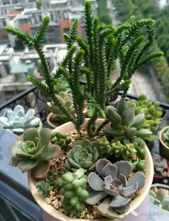 碧玉莲如何度夏,碧玉莲叶子瘪了怎么办? 碧玉莲如何度夏,碧玉莲叶子瘪了怎么办?