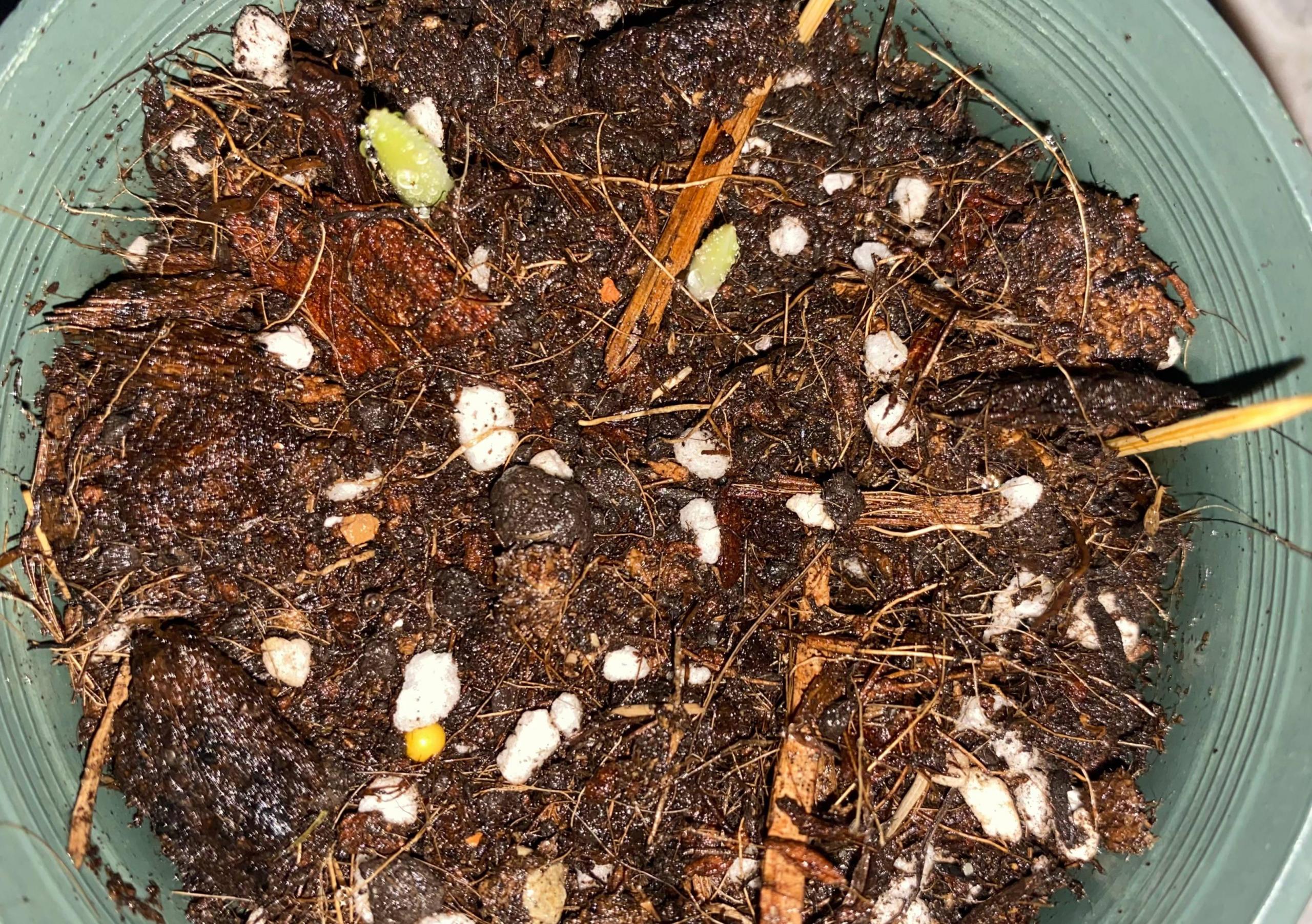 唐菖蒲(剑兰)怎么施肥,水养剑兰是否要剥掉叶子? 唐菖蒲(剑兰)怎么施肥,水养剑兰是否要剥掉叶子?