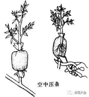 茶梅怎么扦插，茶梅扦插生根最快方法?
