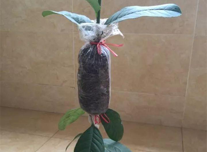 茶花压条多久生根,空中压条繁殖技术,腊梅压条繁殖时间? 茶花压条多久生根,空中压条繁殖技术,腊梅压条繁殖时间?