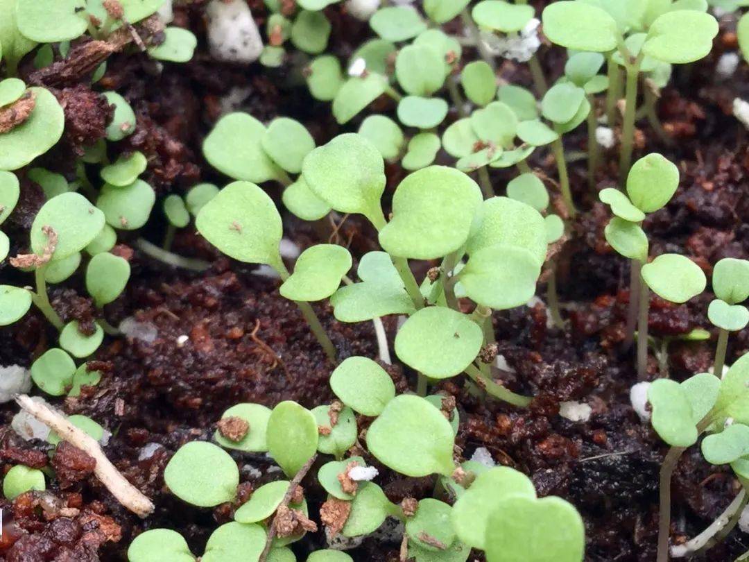 花椰菜种植前景怎么样(农村夫妇种植30亩“致富菜”)