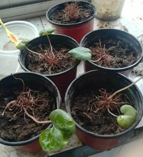长寿花花谢后如何修剪,怎么处理,杜鹃花花谢后怎样修剪? 长寿花花谢后如何修剪,怎么处理,杜鹃花花谢后怎样修剪?
