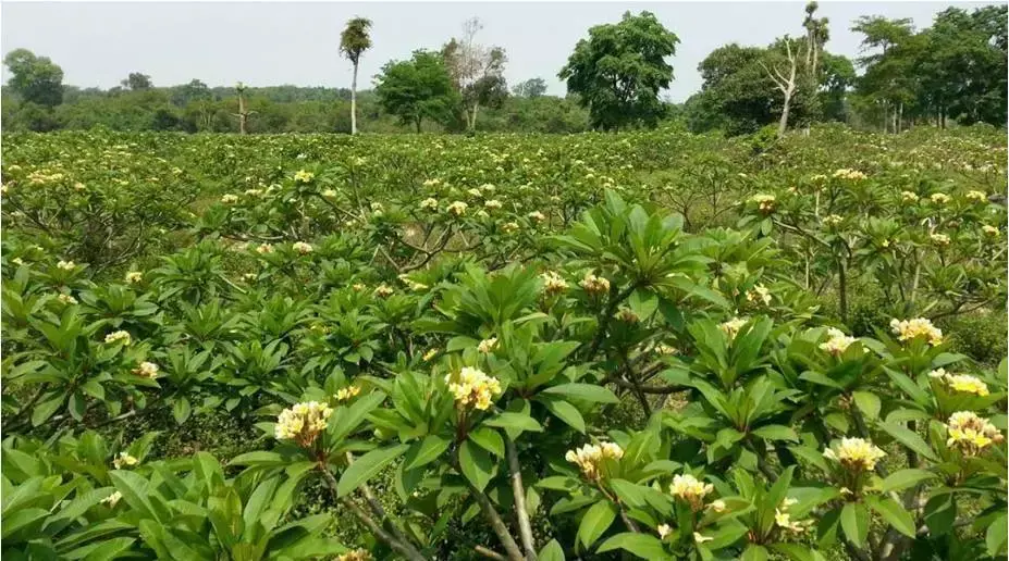地涌金莲怎么分株，怎么移栽，栀子花几月份移栽?
