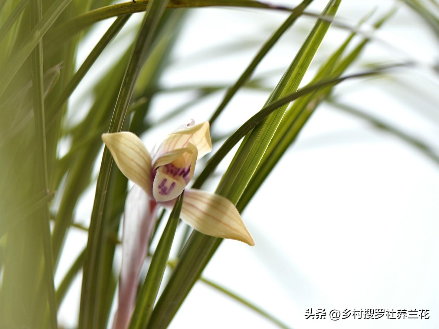 春兰怎么繁殖，兰花种子繁殖技术?