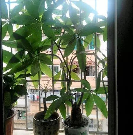 家养发财树怎样过冬，能用硫酸亚铁水浇吗，招财树冬天怎么养?