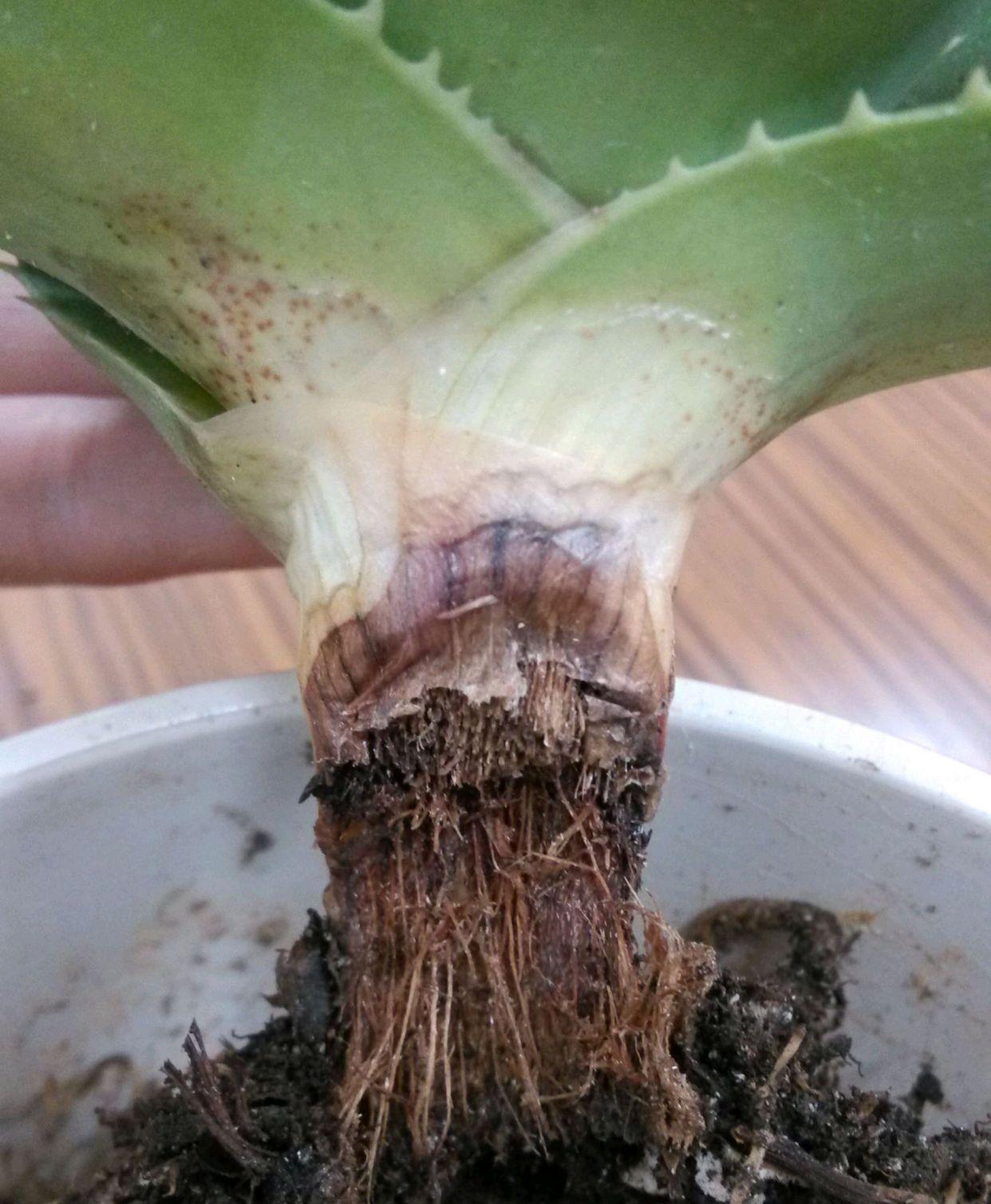 不夜城的分株繁殖,蝴蝶兰是怎么繁殖的? 不夜城的分株繁殖,蝴蝶兰是怎么繁殖的?