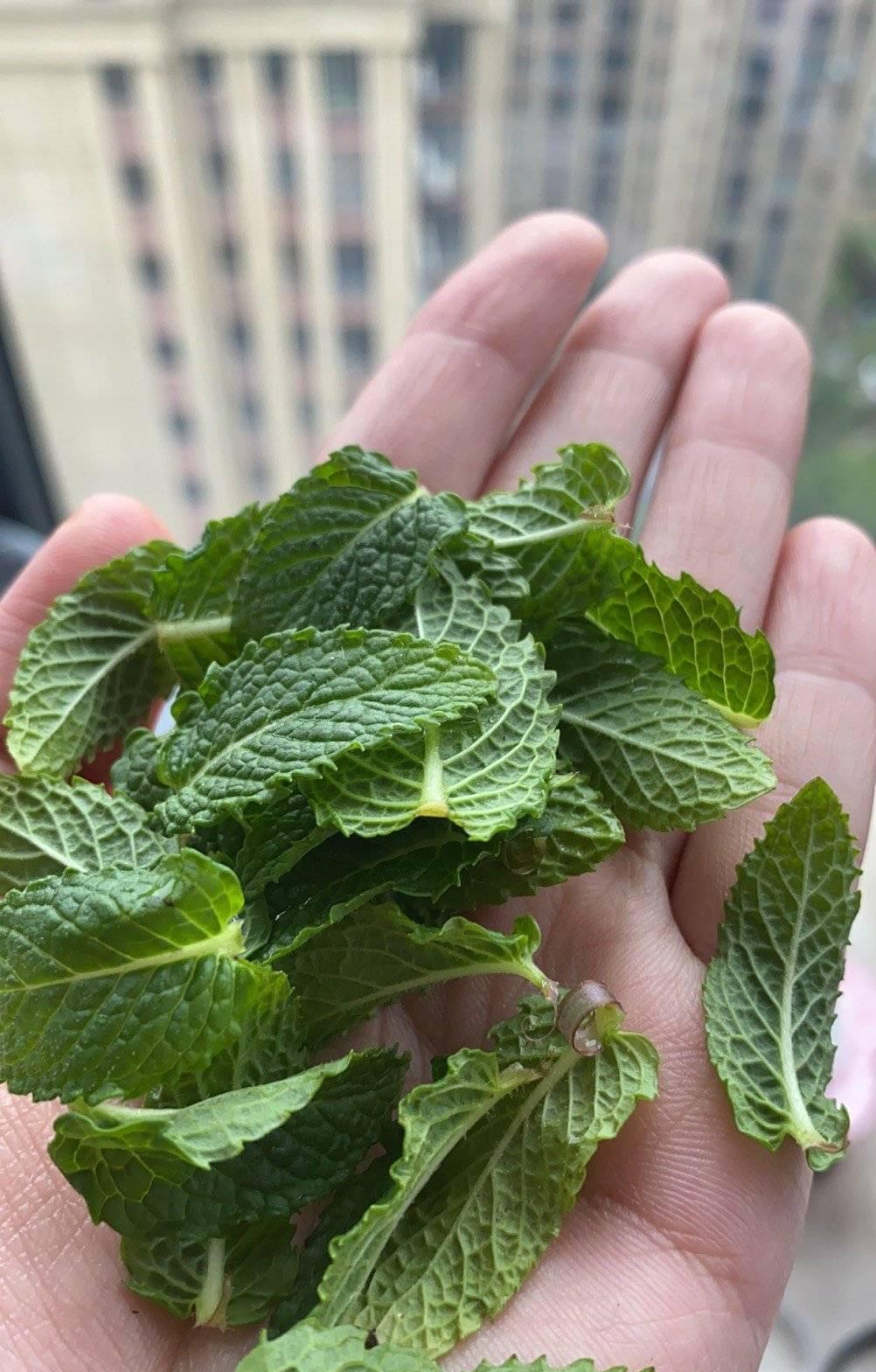 薄荷施什么肥，薄荷施肥时的两大注意，盆栽薄荷施什么肥?