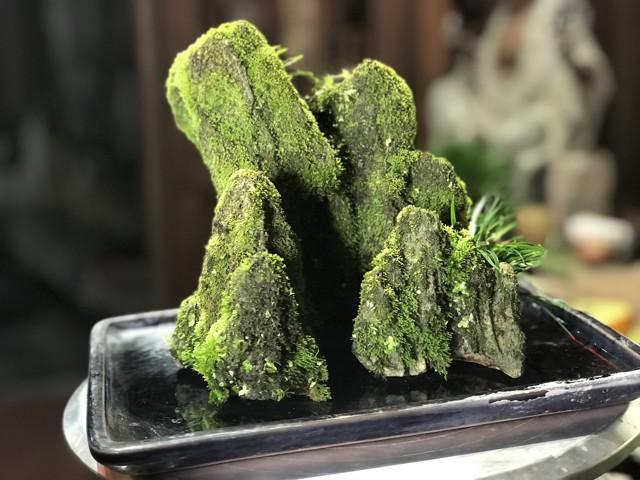 菖蒲怎么浇水，菖蒲叶尖干枯怎么办?