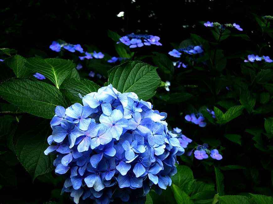 八仙花怎么不开花,八仙花图片? 八仙花怎么不开花,八仙花图片?