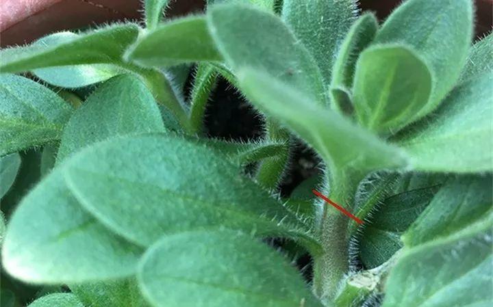 矮牵牛在什么季节开花,矮牵牛开花后要打顶吗? 矮牵牛在什么季节开花,矮牵牛开花后要打顶吗?