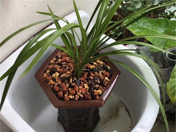 春兰怎么养才能开花，春兰品种大全?