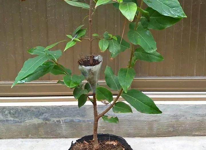 茶花压条多久生根,空中压条繁殖技术,腊梅压条繁殖时间? 茶花压条多久生根,空中压条繁殖技术,腊梅压条繁殖时间?