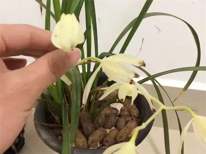 春兰怎么养才能开花，春兰品种大全?