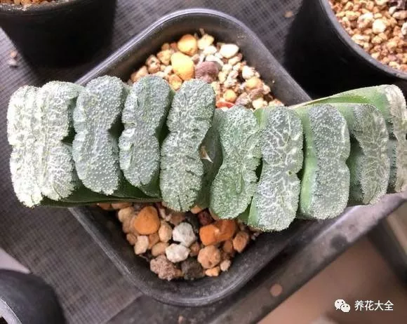 冰灯玉露怎么繁殖,冰灯玉露怎么爆盆? 冰灯玉露怎么繁殖,冰灯玉露怎么爆盆?