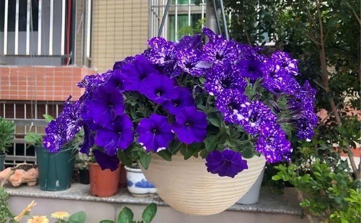 矮牵牛在什么季节开花,矮牵牛开花后要打顶吗? 矮牵牛在什么季节开花,矮牵牛开花后要打顶吗?