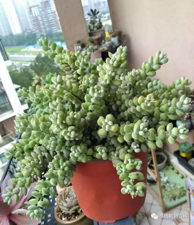 碧玉莲如何度夏,碧玉莲叶子瘪了怎么办? 碧玉莲如何度夏,碧玉莲叶子瘪了怎么办?