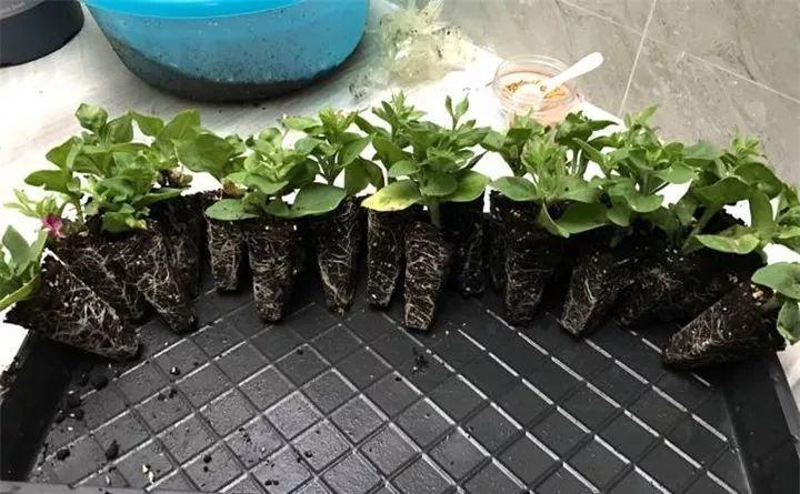 矮牵牛在什么季节开花,矮牵牛开花后要打顶吗? 矮牵牛在什么季节开花,矮牵牛开花后要打顶吗?