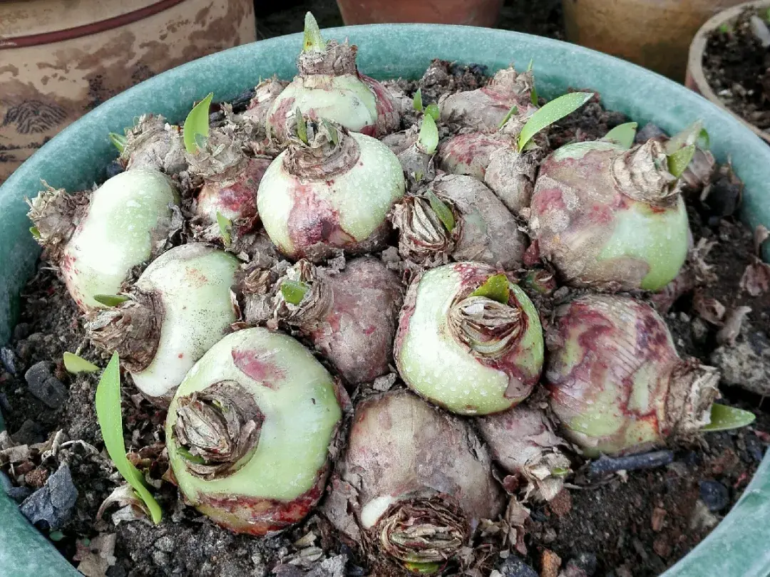 落地生根怎么浇水,落地生根盆栽怎么养? 落地生根怎么浇水,落地生根盆栽怎么养?