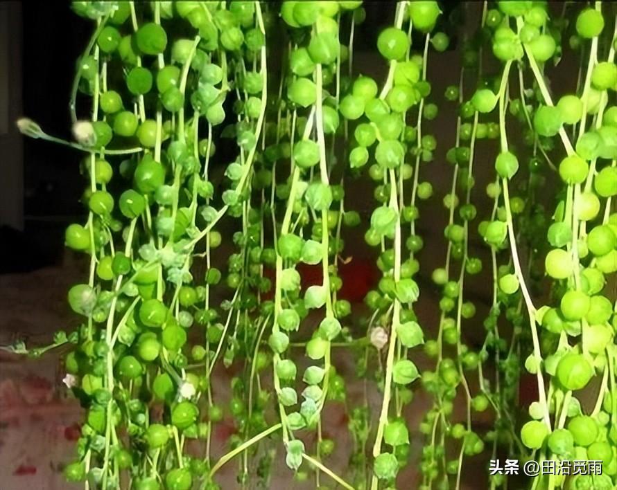 鱼嘴吊兰怎么养殖方法,怎么施肥,小嘴鱼能养殖吗? 鱼嘴吊兰怎么养殖方法,怎么施肥,小嘴鱼能养殖吗?
