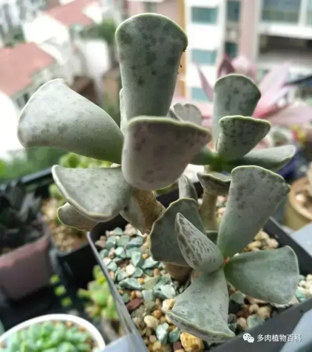 碧玉莲如何度夏,碧玉莲叶子瘪了怎么办? 碧玉莲如何度夏,碧玉莲叶子瘪了怎么办?