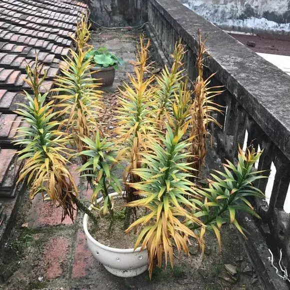 落地生根怎么浇水,落地生根盆栽怎么养? 落地生根怎么浇水,落地生根盆栽怎么养?