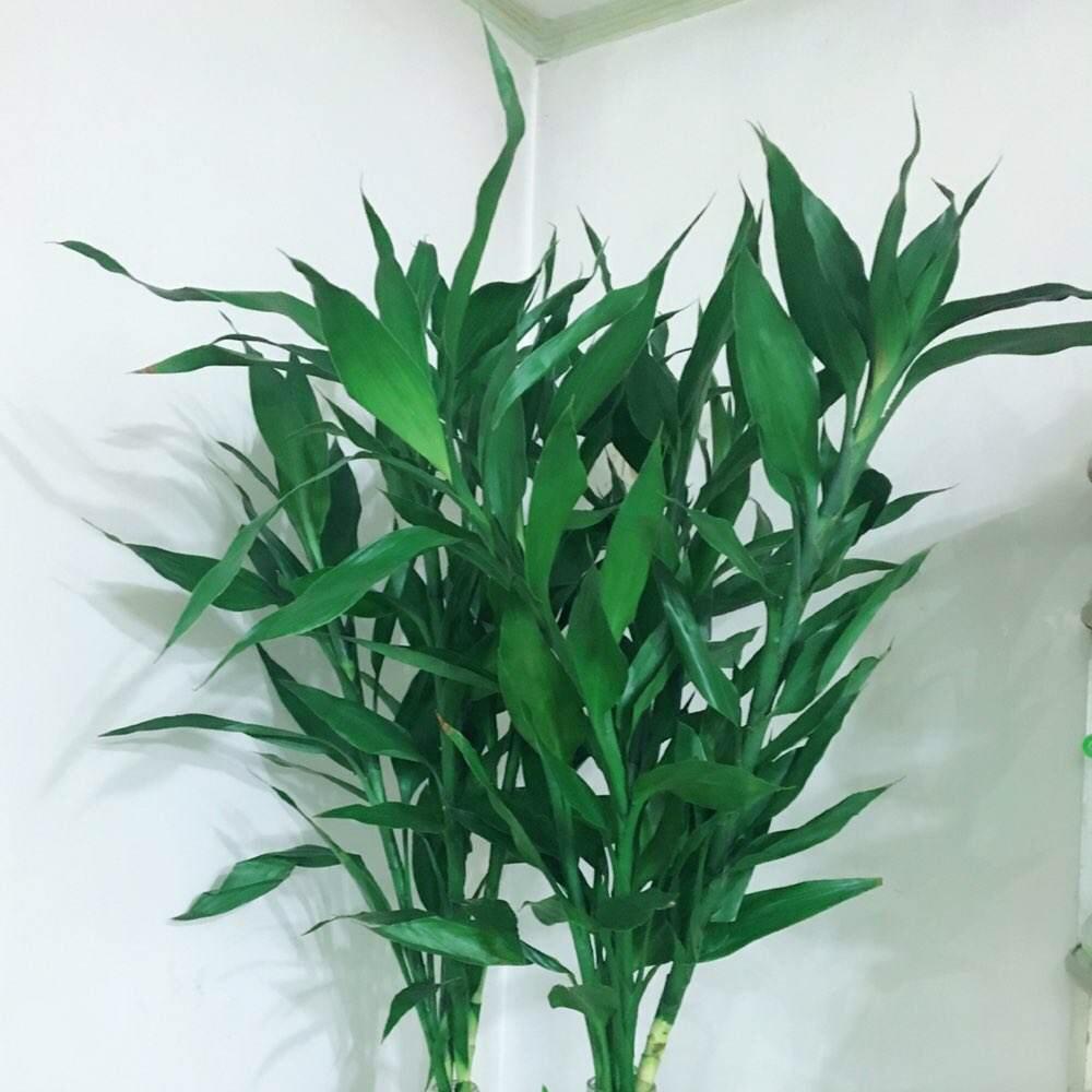 土养富贵竹长得太高了怎么办，土养富贵竹怎么修剪，水培富贵竹可以土养吗?