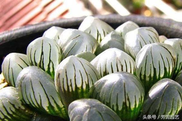 冰灯玉露怎么施肥，10万以上的冰灯玉露?