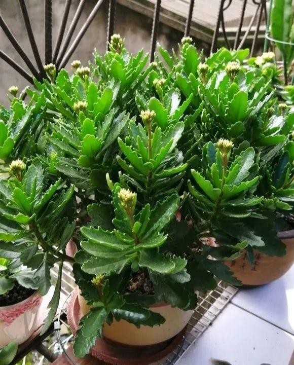 长寿花施肥方法,用什么肥好,长寿花用什么肥好什么时候施肥合适? 长寿花施肥方法,用什么肥好,长寿花用什么肥好什么时候施肥合适?