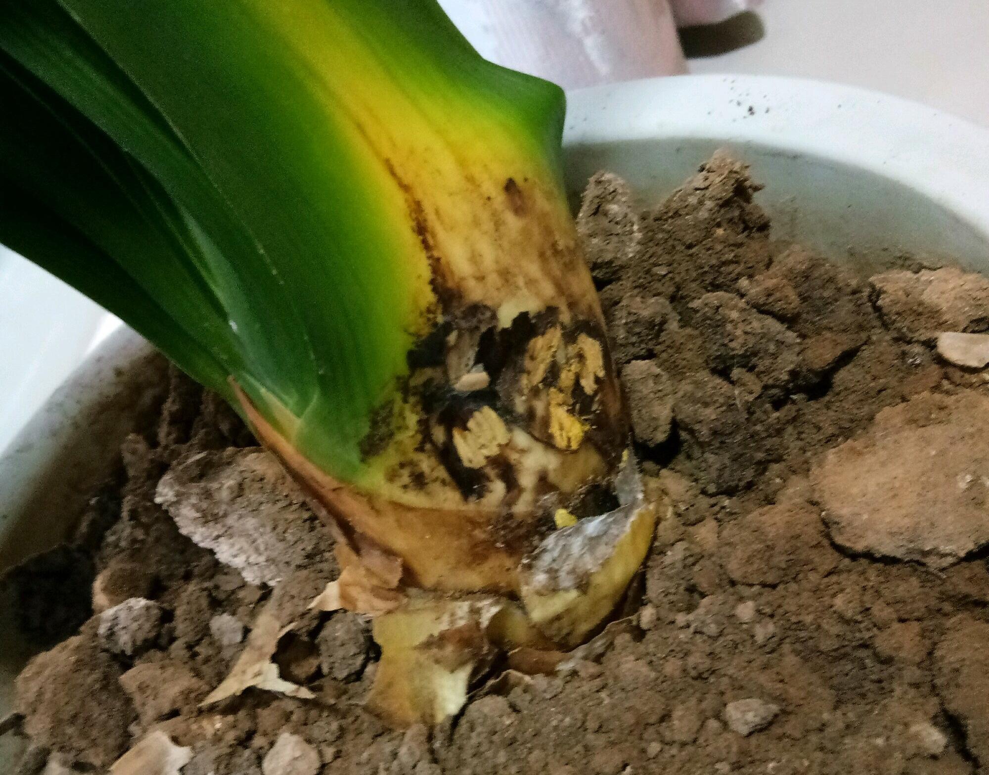 不夜城的分株繁殖,蝴蝶兰是怎么繁殖的? 不夜城的分株繁殖,蝴蝶兰是怎么繁殖的?
