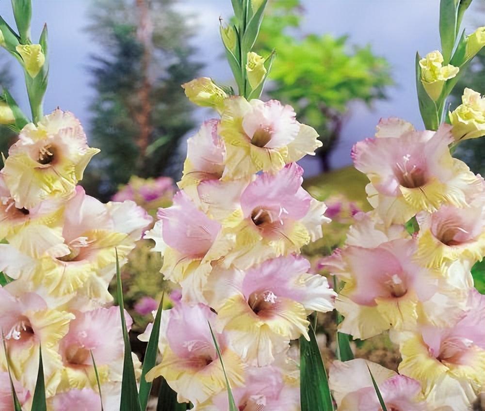 唐菖蒲(剑兰)怎么施肥,水养剑兰是否要剥掉叶子? 唐菖蒲(剑兰)怎么施肥,水养剑兰是否要剥掉叶子?