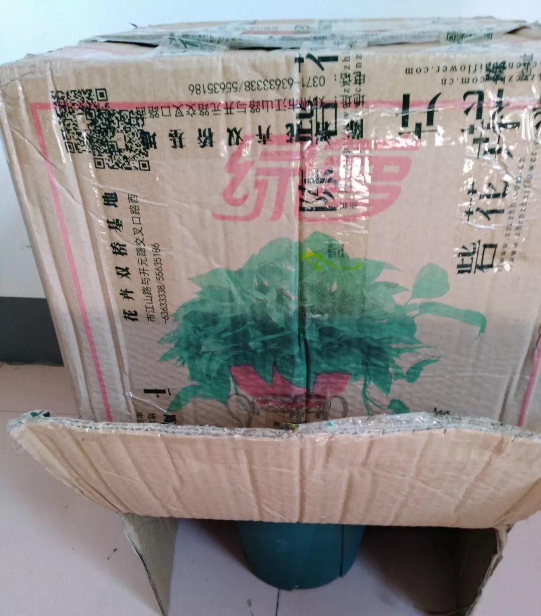 长寿花花谢后如何修剪,怎么处理,杜鹃花花谢后怎样修剪? 长寿花花谢后如何修剪,怎么处理,杜鹃花花谢后怎样修剪?