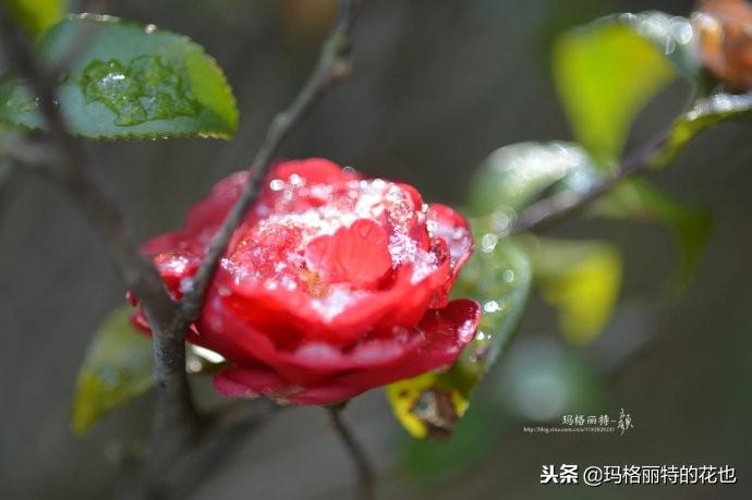 如何使茶梅在圣诞开花，茶梅开白花怎么办?