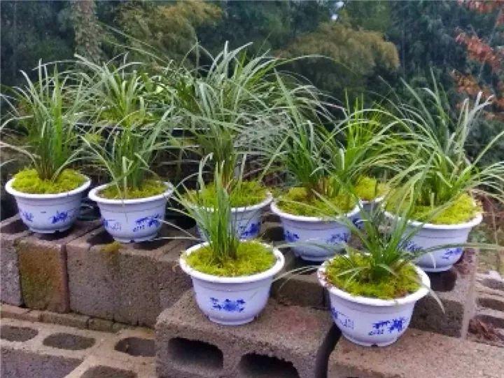 春兰怎么养才能开花，春兰品种大全?