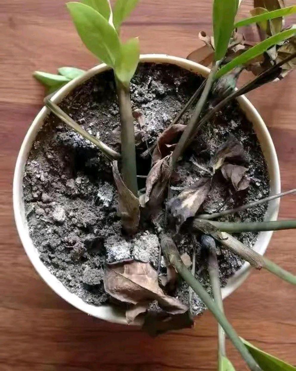 不夜城的分株繁殖,蝴蝶兰是怎么繁殖的? 不夜城的分株繁殖,蝴蝶兰是怎么繁殖的?