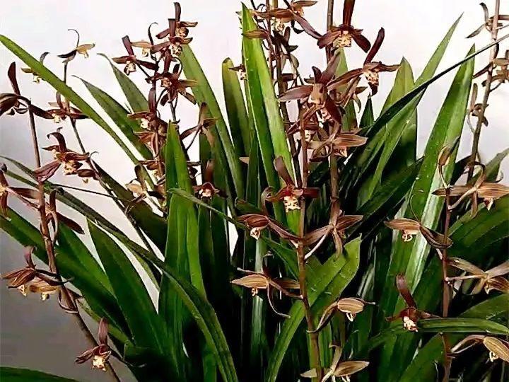 春兰怎么养才能开花，春兰品种大全?